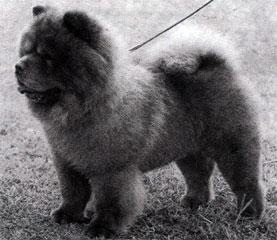 The Chow Chow Club