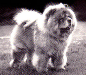 The Chow Chow Club