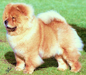 The Chow Chow Club