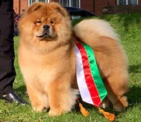 The Chow Chow Club