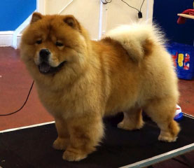 The Chow Chow Club