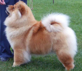 The Chow Chow Club