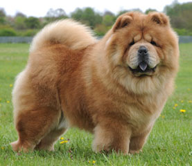 The Chow Chow Club