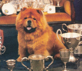 The Chow Chow Club