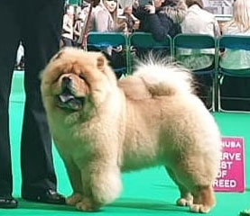 The Chow Chow Club