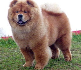 The Chow Chow Club