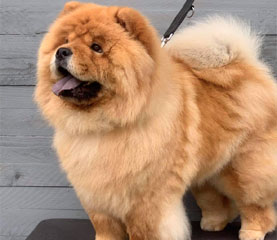 The Chow Chow Club
