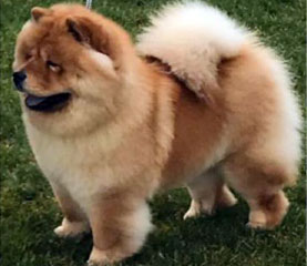 The Chow Chow Club