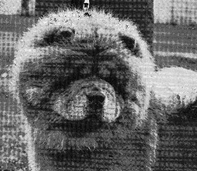 The Chow Chow Club