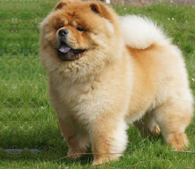 The Chow Chow Club