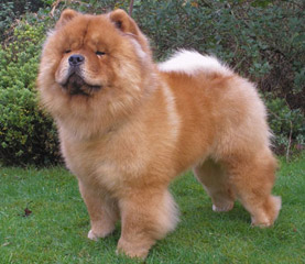 The Chow Chow Club