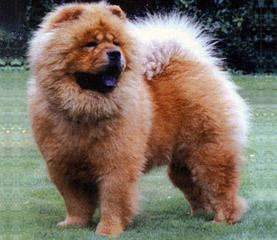 The Chow Chow Club