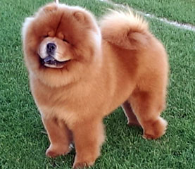 The Chow Chow Club