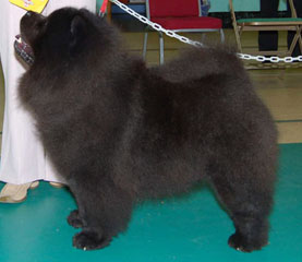 The Chow Chow Club