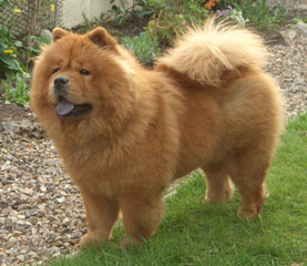 The Chow Chow Club