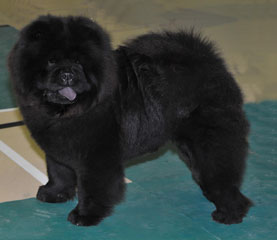 The Chow Chow Club