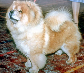 The Chow Chow Club