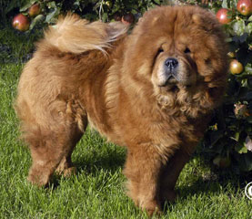 The Chow Chow Club