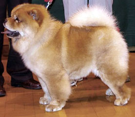 The Chow Chow Club