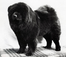 The Chow Chow Club