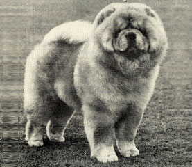 The Chow Chow Club