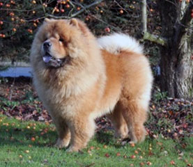 The Chow Chow Club