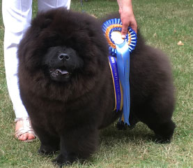 The Chow Chow Club