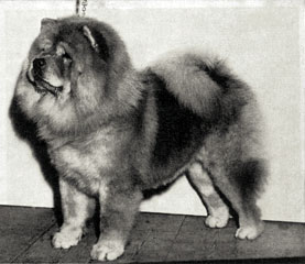 The Chow Chow Club