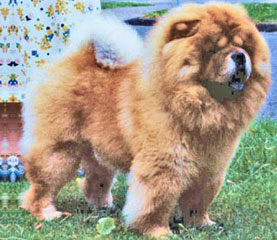 The Chow Chow Club