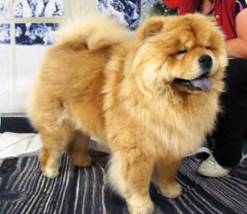 The Chow Chow Club