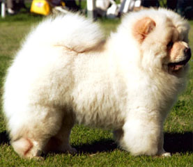 The Chow Chow Club