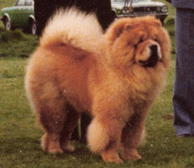 The Chow Chow Club