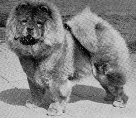 The Chow Chow Club