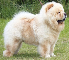 The Chow Chow Club