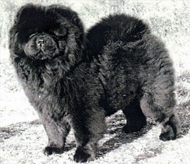 The Chow Chow Club