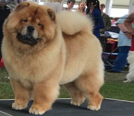 The Chow Chow Club