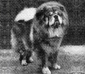 The Chow Chow Club