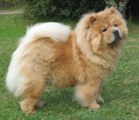 The Chow Chow Club