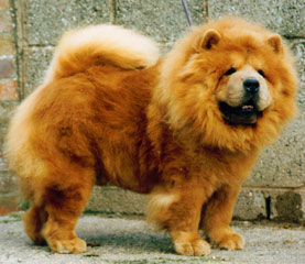 The Chow Chow Club
