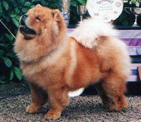 The Chow Chow Club