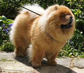The Chow Chow Club