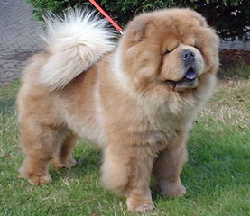 The Chow Chow Club