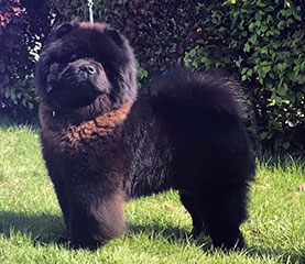 The Chow Chow Club