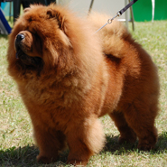 The Chow Chow Club