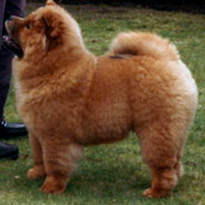 The Chow Chow Club