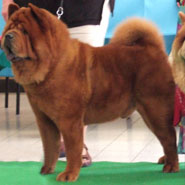 The Chow Chow Club