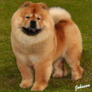 The Chow Chow Club