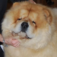 The Chow Chow Club