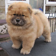 The Chow Chow Club