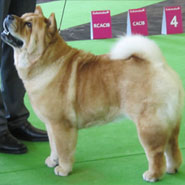 The Chow Chow Club
